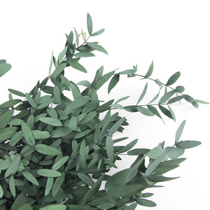 Vendita all'ingrosso all'ingrosso veri e conservati steli di eucalipto naturale verde pianta di eucalipto per la sistemazione di nozze decorazioni per la casa doccia - Product Image 2