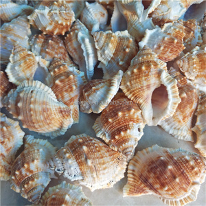 Venta al por mayor Cajas <span class=keywords><strong>de</strong></span> peces Acuarios Decoraciones <span class=keywords><strong>de</strong></span> paisaje Conchas <span class=keywords><strong>de</strong></span> <span class=keywords><strong>Caracol</strong></span> natural Caracoles <span class=keywords><strong>de</strong></span> pepino <span class=keywords><strong>de</strong></span> <span class=keywords><strong>mar</strong></span> - Product Image 6