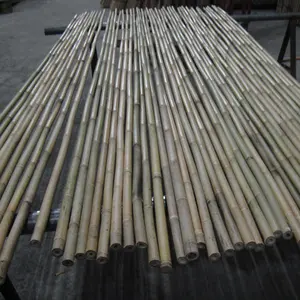 Bamboo For Garden Planting