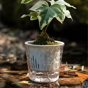 Pot succulent transparent <span class=keywords><strong>sans</strong></span> <span class=keywords><strong>eau</strong></span> en plastique de bureau de balcon de bassin auto-amorçant hydroponique pour des plantes - Product Image 2