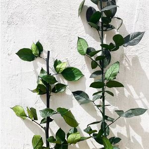 Stelo di rosa conservato 1 gambo di rosa con foglie e sepali verdi per la realizzazione di conservanti di <span class=keywords><strong>Rose</strong></span> a cupola in vetro conservati - Product Image 1