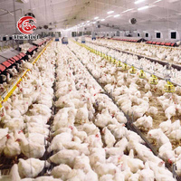 Nouveau système d'alimentation automatique des poulets pour les fermes avicoles Équipement de ligne d'alimentation au rez-de-chaussée en plastique durable