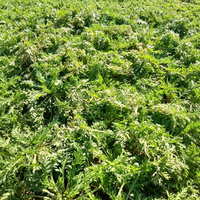 Poudre d'extrait de graines de Macca à base de plantes avec des alcaloïdes, certifiée HPLC, qualité alimentaire, emballée sous vide en conserve