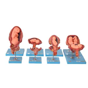 GD/42005 embriyonik gelişim tıbbi anatomik Model