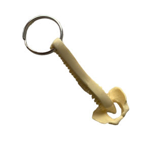 Modelo de faja espinal humana en miniatura Llavero pélvico occipital <span class=keywords><strong>posterior</strong></span> para ciencia médica - Product Image 5