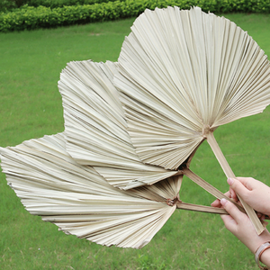 Hot Bán Hoa Lá Cọ/<span class=keywords><strong>Pukui</strong></span> Fan Leaf Loạt Tự Nhiên Khô Hoa Cho Đám Cưới Trang Trí - Product Image 4