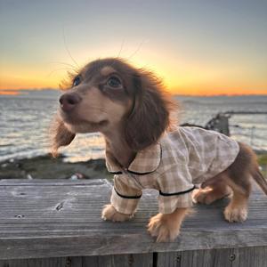 เสื้อผ้าสุนัขดัชชุนด์ชุดนอนขาสั้นตัวยาวแบบลำลองทำจากโพลีเอสเตอร์สำหรับแมวอุปกรณ์เสริมที่น่าดึงดูดสำหรับสัตว์เลี้ยง - Product Image 1