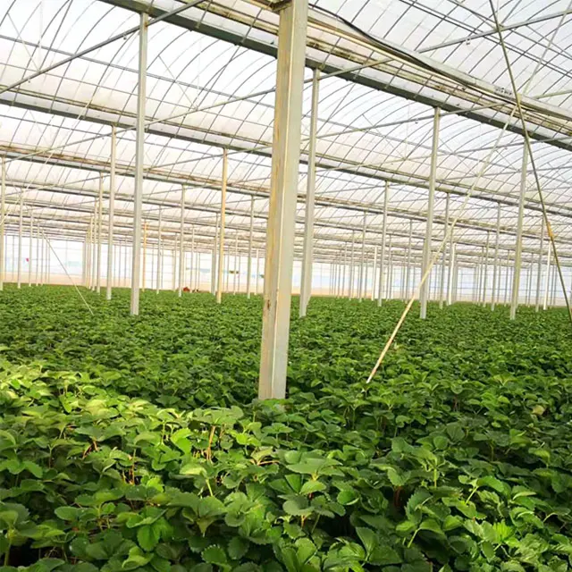 Новый армированный пластиковый Тепличный туннель для садовых ферм и заводов-производителей