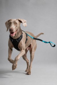 <span class=keywords><strong>Laisse</strong></span> de <span class=keywords><strong>chien</strong></span> mains libres à porter en bandoulière, ceinture de taille pour la course et la marche, <span class=keywords><strong>laisse</strong></span> en nylon réfléchissante avec <span class=keywords><strong>amortisseur</strong></span> de chocs pour chiens de taille moyenne à grande - Product Image 2