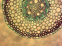 Uso didáctico Microscopio Diapositivas biológicas Raíz de Zea Mays Ciencia médica Diapositivas preparadas en botánica Diapositivas preparadas investigación