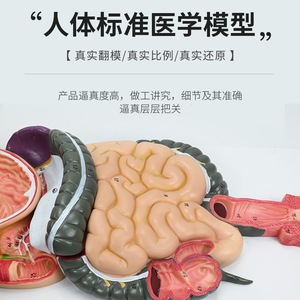 Modèle du système digestif humain ; section transversale de l'appareil gastro-intestinal ; nasopharynx ; modèle d'anatomie gastrique ; proctologie : petit modèle et modèle de proctologie. - Product Image 1