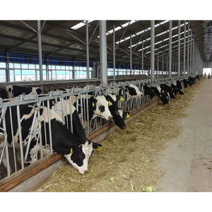 La tettoia della mucca della struttura d'acciaio crea un posto più sano e più sicuro per il bestiame - Product Image 6