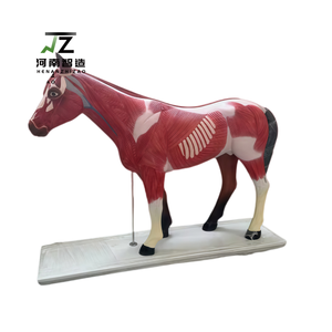 Squelette d'animal, anatomie du cœur et de l'estomac, modèle d'anatomie du cheval, matériel pédagogique et d'exposition, modèle anatomique animal - Product Image 1