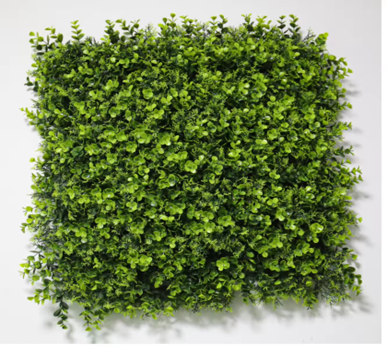 Grandes branches de pin eucalyptus