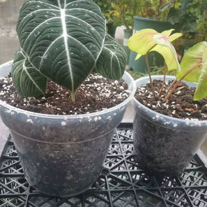 बगीचे पारदर्शी रसीला बर्तन प्लास्टिक रोपाई प्लांटर साफ पौधा पॉट - Product Image 4