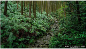 Objectif Sony FE 24-105 mm f/4 G OSS (SEL24105G, emballage de vente au détail) - Product Image 6