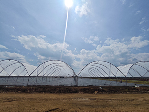 Lớn Duy Nhất Khoảng Đường Hầm Nhà Kính Vòm Vòng Mô Hình Thép Và Kính Bìa Cho Nông Nghiệp Cho Trồng Rau - Product Image 5