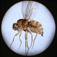 Premium Parasite Prepared Microscope Slides Zoology & Medical Parasitology Slides