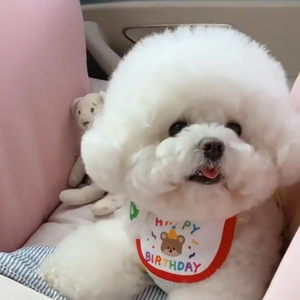 <b>Cute</b> Korean-style embroidered <b>bear</b> birthday dog bib, pet bib, drool bib, Bichon Frise, Teddy, Pomeranian neck warmer - Product Image 5