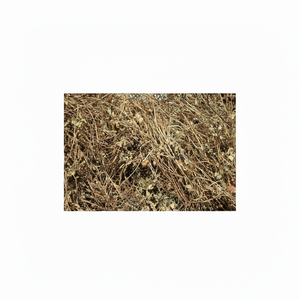 ใบหญ้าเจลลี่ดำ ตัดเป็นแท่ง/ซินเกาฮิตัม สำหรับทำพุดดิ้งหรือเครื่องดื่ม จากเวียดนาม - Product Image 1