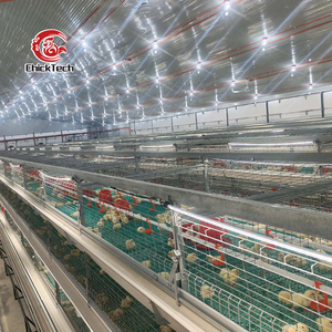 Solutions personnalisées d'élevage de poulets de chair : Équipement de cages en batterie pour poulets de chair, <span class=keywords><strong>type</strong></span> H, avec mangeoire et abreuvoir automatiques à 3 niveaux, pour 50 000 poulets - Product Image 5