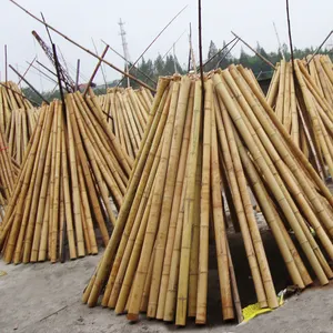 Doğal anji bambu kaburga bambu şerit bölünmüş bambu cips kutup