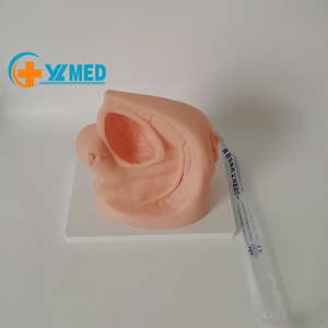 Model Pengajaran Medis Organ Kelamin Perempuan, Model Anatomi Sains Medis Internal dan Eksternal Kualitas Tinggi 21x11x15CM - Product Image 2
