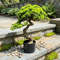 Plante artificielle réaliste en pot, Bonsaï écologique de qualité supérieure, verdure décorative pour intérieur, maison, bureau, table, mariage