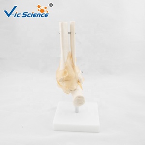 Modelo de Esqueleto <span class=keywords><strong>Humano</strong></span> de Tamaño Real <span class=keywords><strong>con</strong></span> Articulación del Pie y Ligamentos, Modelo de Esqueleto <span class=keywords><strong>Humano</strong></span> - Product Image 6