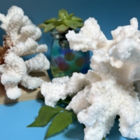 Spécimen de corail blanc de coquille naturelle en vrac en gros pour la décoration Fengshui de cadeau