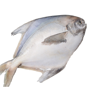 Poisson Pomfret Argenté Blanc <span class=keywords><strong>Prix</strong></span> Poisson Pompano Congelé Pomfrets Argentés Congelés - Product Image 3