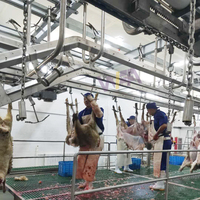 Machine d'abattoir pour moutons et chèvres avec composants de base de convoyeur à pattes avant, y compris moteur à roulement pour abattoir