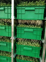 Céréales fourragères de sorgho à croissance rapide et haute productivité, culture hydroponique d'orge/blé pour l'alimentation animale, germination et croissance