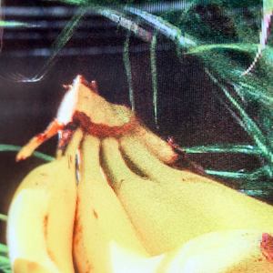 Bigimage โปสเตอร์<span class=keywords><strong>ภาพ</strong></span>ติดผนังรูปสัตว์แบบเรียบง่ายติดผนังแบบ3D ด้วยแสง UV 40X40cm ออกแบบได้ตามต้องการสำหรับบ้าน - Product Image 5