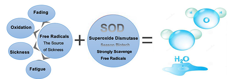 Pó material antienvelhecimento do Dismutase do Superoxide da enzima da GRAMA dos estoques estáveis