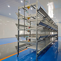 Poulailler de type H pour élevage de poulets de chair et pondeuses, mangeoires galvanisées, cage à poulets, poulailler pour poulets de chair, poules pondeuses