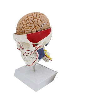 Modelo de enseñanza de cráneo muscular anatómico de tamaño Real, modelo de Anatomía Humana, <span class=keywords><strong>esqueleto</strong></span> de cabeza para ciencia médica - Product Image 1