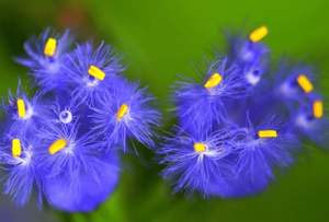 สารสกัดจากไซยาโนติส อาราคโนอีด้า ใช้ในอุตสาหกรรมไหม ผู้จำหน่าย ไซยาโนติส อาราคโนอีด้า โคค โอซู โทซ สารสกัดจากไซยาโนติส อาราคโนอีด้า - Product Image 3