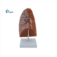 Modèle d'anatomie du poumon humain avec structures bronchiques et vasculaires pour l'enseignement de la biologie