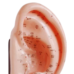 Modèle d'anatomie d'acupuncture médicale ADA 20CM & 22CM pour l'apprentissage des étudiants, modèles numérotés ADA-507/ADA-508A fabriqués à Shanghai - Product Image 6