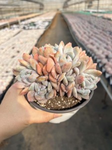 Nouvelle plante succulente Orange Monroe multi-têtes Cristata pour la décoration de la maison, du bureau, de la salle de bain et des petits espaces, <span class=keywords><strong>Lithops</strong></span> - Product Image 4