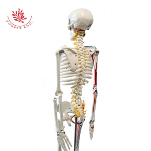 Scheletro umano 85cm mezzo lato dipinto colorato disegno colorato origini (rosso) e inserimenti (blu) modello <span class=keywords><strong>di</strong></span> anatomia - Product Image 5