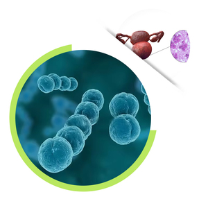 Suplementos de <span class=keywords><strong>Lactobacillus</strong></span> <span class=keywords><strong>Crispatus</strong></span> 100 Mil Millones de UFC/gramo, Polvo Probiótico para la Salud Femenina - Product Image 1