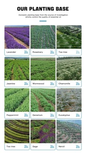 Aceites Portadores <span class=keywords><strong>de</strong></span> Marca Propia en Oferta: Almendra Dulce, Rosa Mosqueta, Ricino, Jojoba, <span class=keywords><strong>Aguacate</strong></span>, Moringa, Argán, Emú, Aloe Vera y Semilla <span class=keywords><strong>de</strong></span> Camelia - Product Image 6