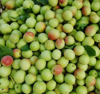 Poudre de prune verte de qualité alimentaire, Poudre de Prunus Mume, Poudre d'Ume, Poudre de prune aigre, Poudre de jus de prune verte, Poudre de prune non mûre