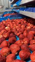 Groothandelsprijs Gehele Gedroogde Aardbeien Zonder Suiker Bulk Knapperige Gedroogde Fruit Snacks Fabriekslevering Topkwaliteit