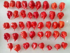Piment <span class=keywords><strong>Carolina</strong></span> Reaper Super Épicé du Yunnan Chine, Piment Shuan Shuan en Gros pour la Transformation Alimentaire - Product Image 2