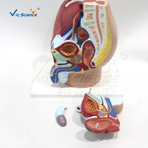 Modèle d'anatomie humaine ; Modèle de zone inguinale masculine (4 parties) ; Modèle anatomique de section sagittale médiane pelvienne - Product Image 1