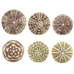 Coquillages enfer air méditerranéen ananas conque <span class=keywords><strong>coquille</strong></span> <span class=keywords><strong>oursin</strong></span> accessoires de décoration de la maison - Product Image 5