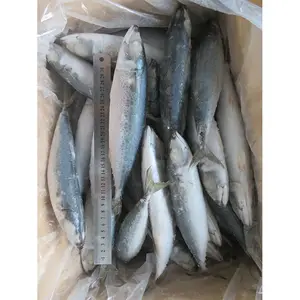 高品质IQF新鲜海鲜日本冷冻太平洋鲭鱼海冷冻太平洋鲭鱼